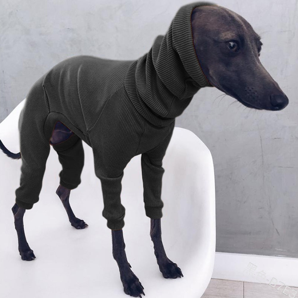 Italian greyhound in clearance turtleneck